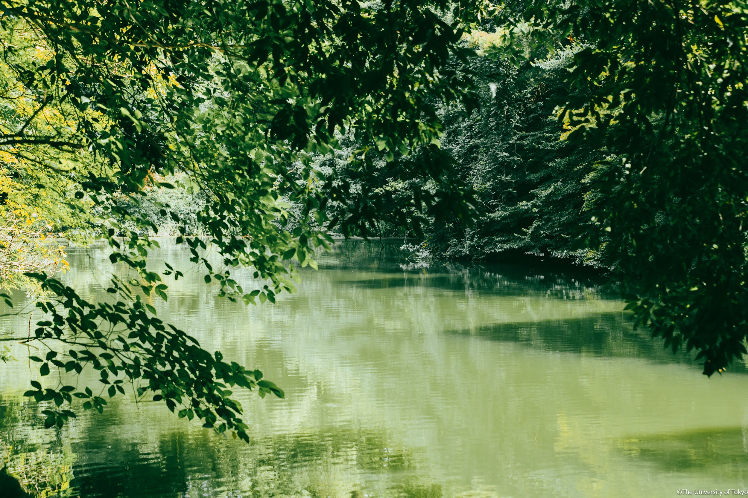 Sanshiro Pond