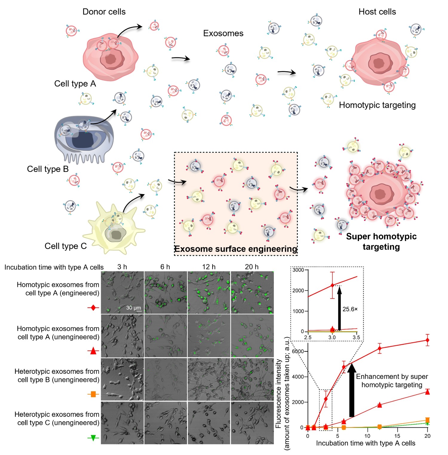Illustration of cells and cellular components coming out of them